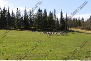 Photo Reference of Background Forest